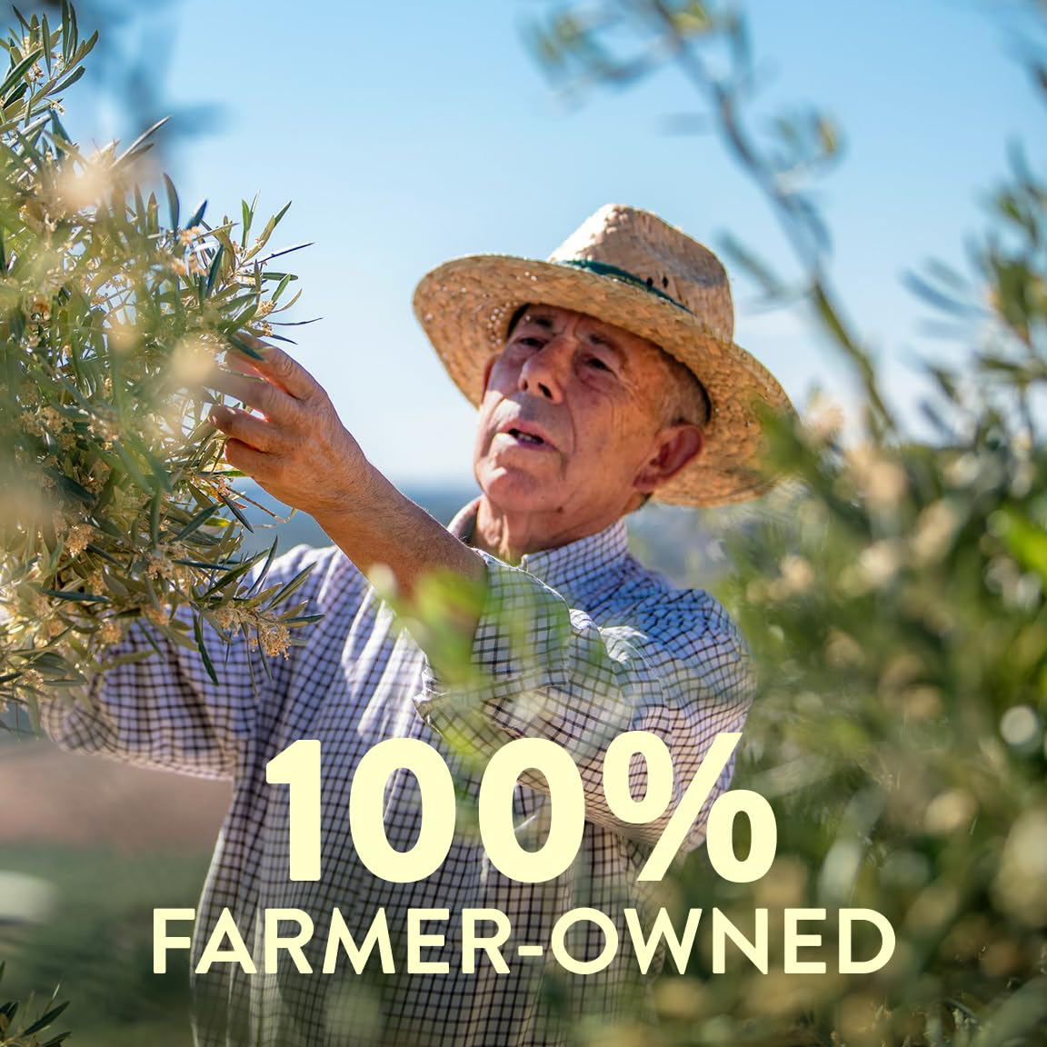 Pompeian Smooth Extra Virgin Olive Oil, Contains Polyphenols, First Cold Pressed, 68 oz view 4