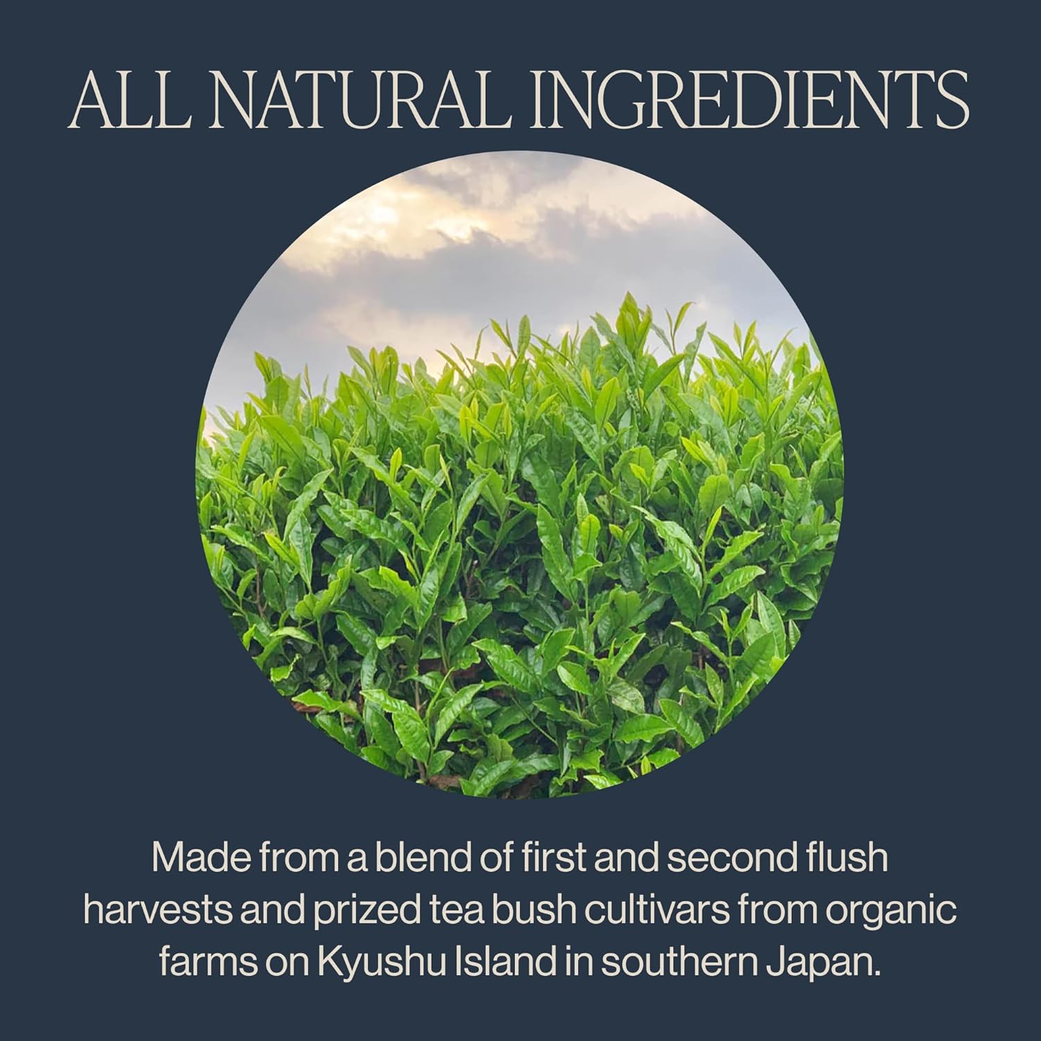 Rishi Tea Sencha Organic Green Tea view 3