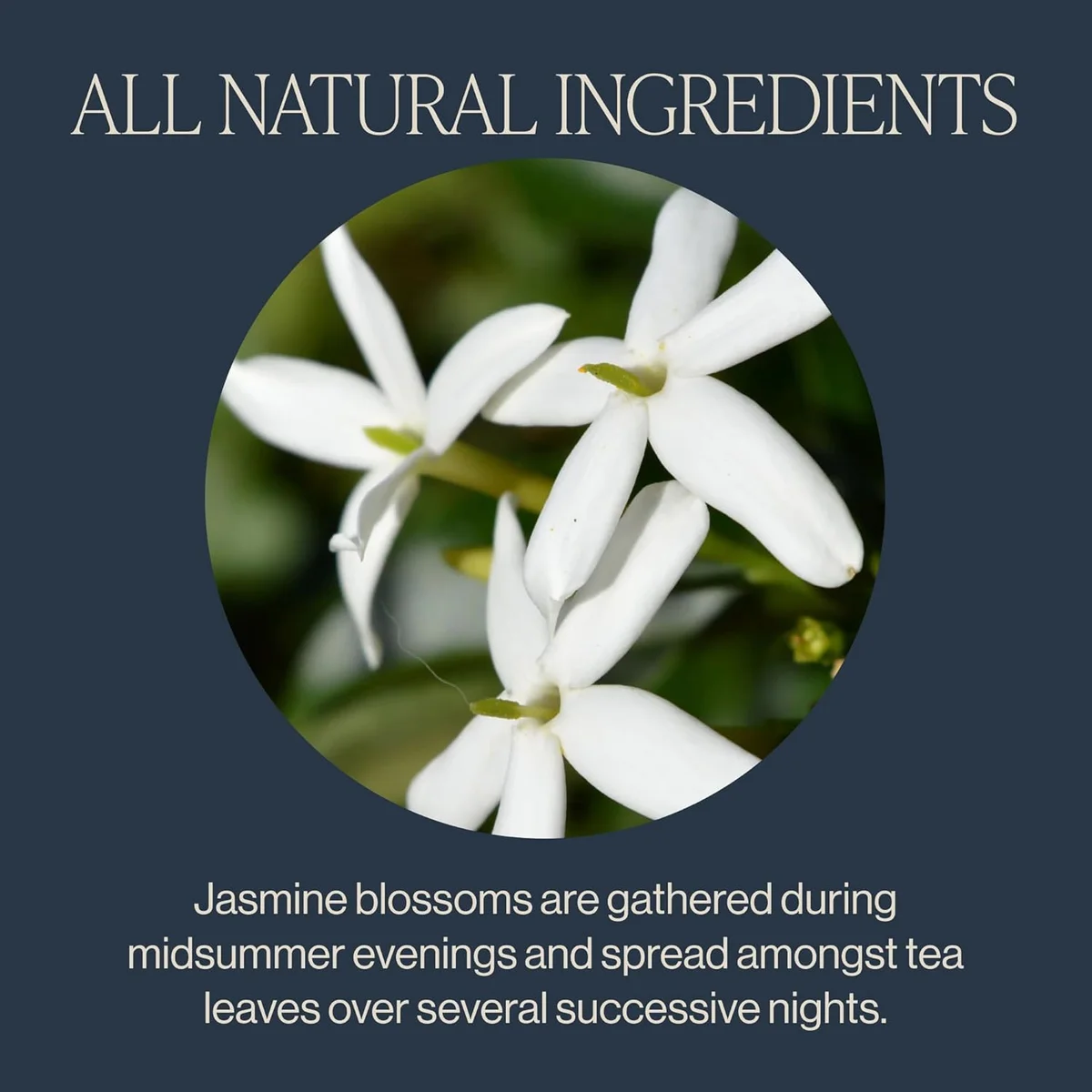 Rishi Tea Jasmine Green Tea - Organic Sachet Tea Bags, Caffeinated Scented Chinese Green Tea with Floral Aroma & Taste - 15 Count (Pack of 1) view 3